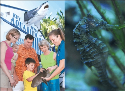 Key West Aquarium Image #4 Key West Aquarium Image #4